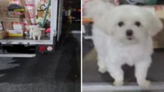 강아지를 차량 짐칸에 방치해 ‘동물 학대’ 의심 받은 택배기사