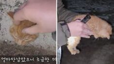 한파 속 벽돌 안에 갇혀 서서히 얼어 죽어가는 아기고양이 구조한 여성 (영상)