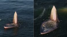 환경오염 탓에 요즘 고래 사이에서 유행 중인 ‘천하태평 사냥법’