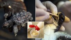 시커먼 기름 먹고 죽어가는 멸종 위기 거북을 극적으로 되살린 ‘마요네즈’