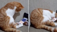 휴대폰으로 세상 떠난 집사의 영상을 한참 바라보던 고양이의 표정(영상)