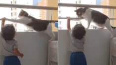 난간에서 장난치는 아기가 위험에 처할 때마다 발로 지켜주는 고양이 (영상)