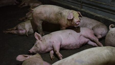 中 윈난성 ‘돼지열병’ 재발생…“수백만 마리 살처분” 추산