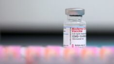 스웨덴·덴마크, 젊은층 모더나 백신 접종 중단…심장염증 우려