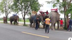 코로나로 관광객 뚝, 태국 코끼리들에겐 희소식 ‘고향 돌아가요’