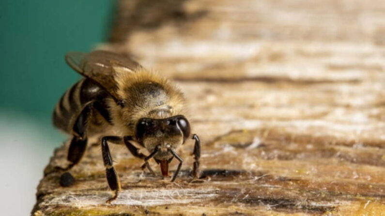 먹이에 주둥이를 내미는 꿀벌 | EPA=연합뉴스
