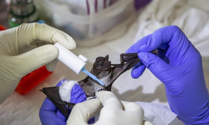 태국의 한 연구소 연구진이 박쥐를 다루고 있다. 2020.9.12 | Lauren DeCicca/Getty Images