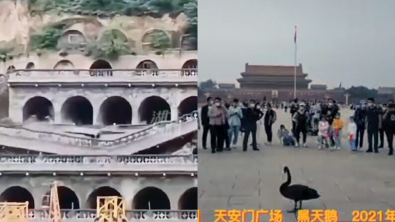 지난 5일 베이징 톈안먼 광장에 나타난 검은 백조(우), 폭우로 무너진 '공산당 본거지' 산시성 옌안 토굴(좌) | 트위터