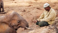 자기 구해준 은인에게 10년만에 새끼 데려와 인사시킨 어미 코끼리