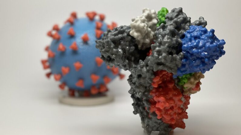 중공 바이러스(뒤)와 스파이크 단백질(앞)의 3D모델 |  NIAID/RML