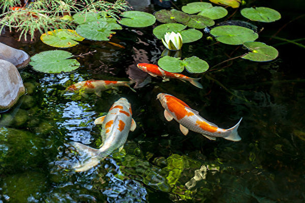 물고기들도 수중에서 소리로 의사소통한다는 연구 결과가 나왔다. | Shutterstock