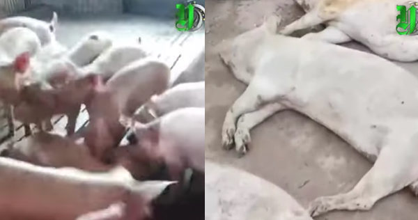 중국 농산업 대기업 산하 농장에서 촬영된 영상. 일주일 이상 굶주린 돼지들이 죽은 동족 사체를 먹는 끔찍한 장면이 담겨 논란이 됐다. | 화면 캡처