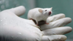 “코로나 백신 접종한 자손 쥐 갈비뼈 기형” 모더나 실험 자료