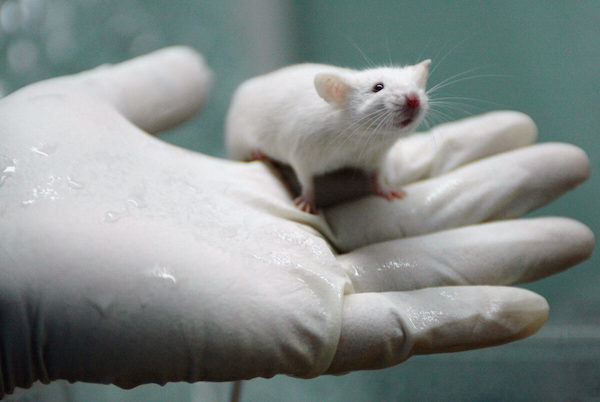 의학 연구 등에 사용되는 실험용 생쥐가 한 작업자의 손 위에 놓여 있다. | China Photos/Getty Images