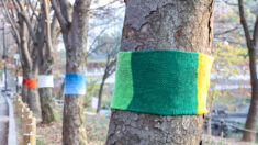 [포토] 나무에 색색 니트를 입힌 분당중앙공원  ‘그래피티 니팅’