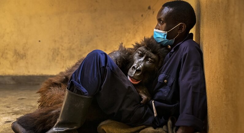 Brent Stirton/Wildlife Photographer of the Year