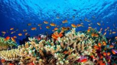 [환경특집] “산호초가 되살아나고 있다”…36년 만에 최대 번식