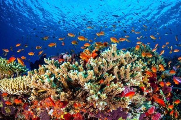 오스트레일리아 북동쪽 바다의 그레이트배리어 산호초 | AFP 연합뉴스
