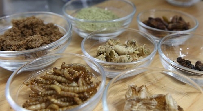 식용 곤충 시대가 다가오고 있다. | 자료사진=연합뉴스