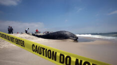 美 동부연안서 고래 사망 급증…지자체, 풍력발전 중단 요구
