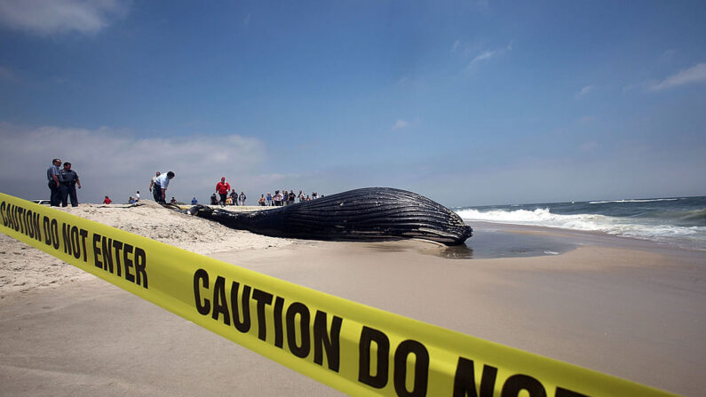 참고사진. 뉴욕주 해안에 떠내려온 고래 사체. | Mario Tama/Getty Images