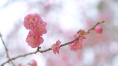 [영상] ‘인내’의 꽃 홍매화, 봄으로 우리를 초대하다