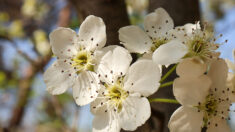 [포토 에세이] 벚꽃 질 무렵 피어나는 하얀 배나무꽃(梨花)