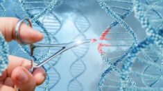 “中, 태아 ‘유전자 편집’으로 방사능 저항성 향상 실험 중”
