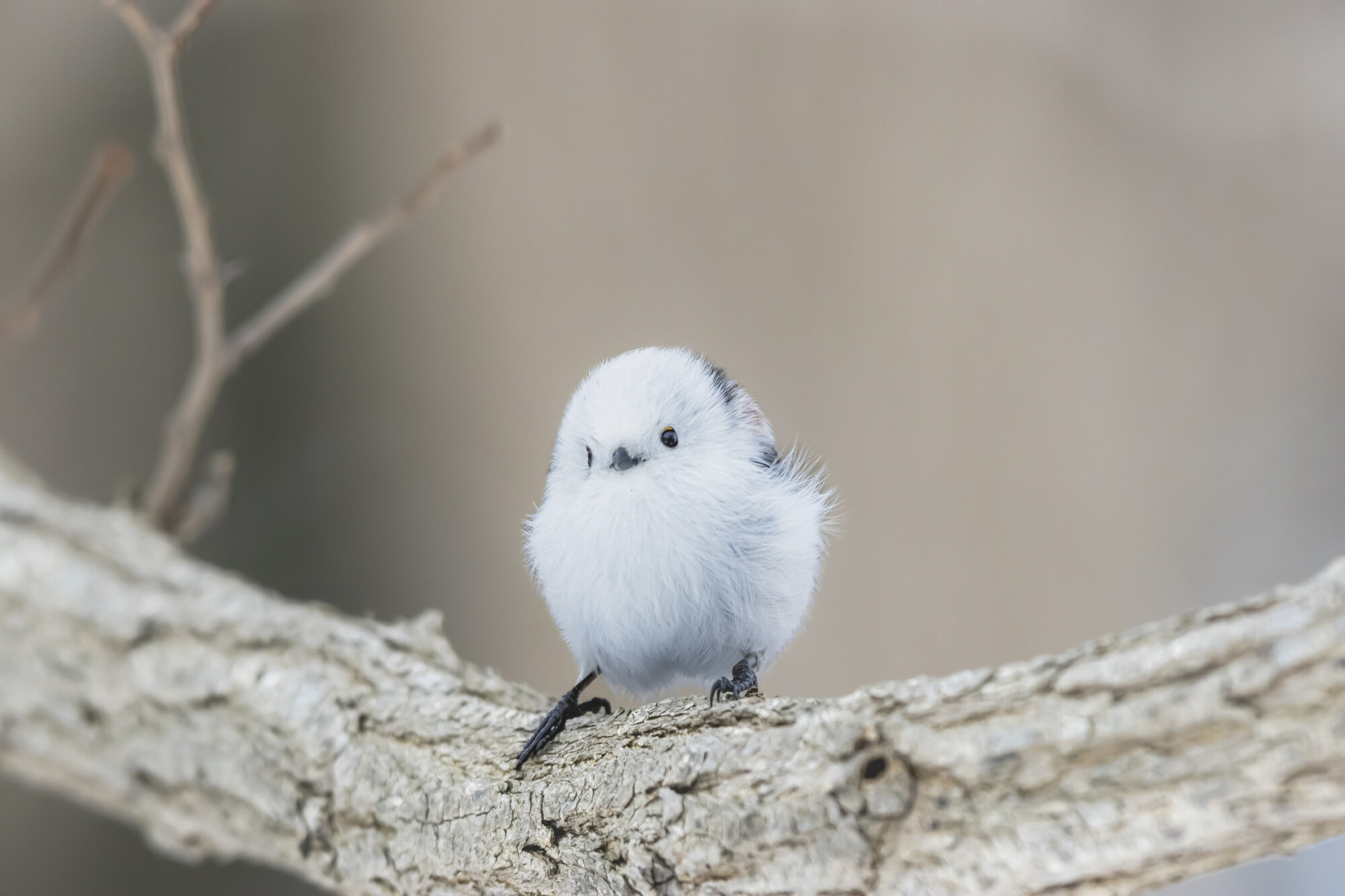 “보기만 해도 힐링”...日 작가, 세상에서 가장 귀여운 새 ‘눈의 요정' 포착
