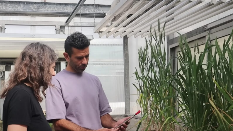 이스라엘 텔아비브대 연구팀은 세계 최초로 식물의 소리를 녹음해 분석해냈다. | 텔아비브대 제공