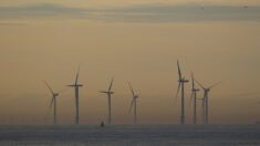 바다 생태계가 파괴되고 있다…해상 풍력 발전의 위험성