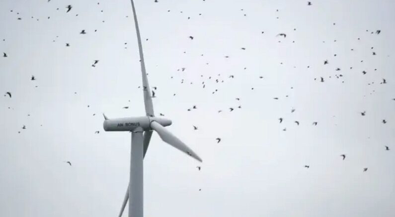 풍력 터빈 근처에서 날고 있는 새들의 모습 | Johannes Elsele/AFP via Getty Images