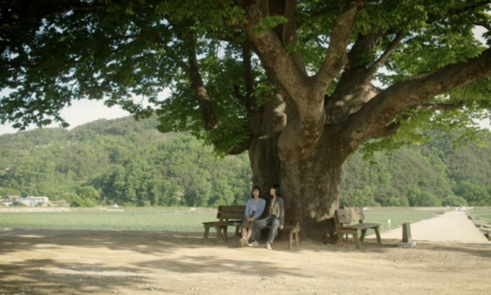 NTD 미니드라마 ‘느티나무의 꿈(櫸樹的心願)’ 스틸컷
