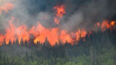 “‘기후 변화’가 최악의 산불 원인?” 캐나다 산불 뒤에 숨겨진 진실