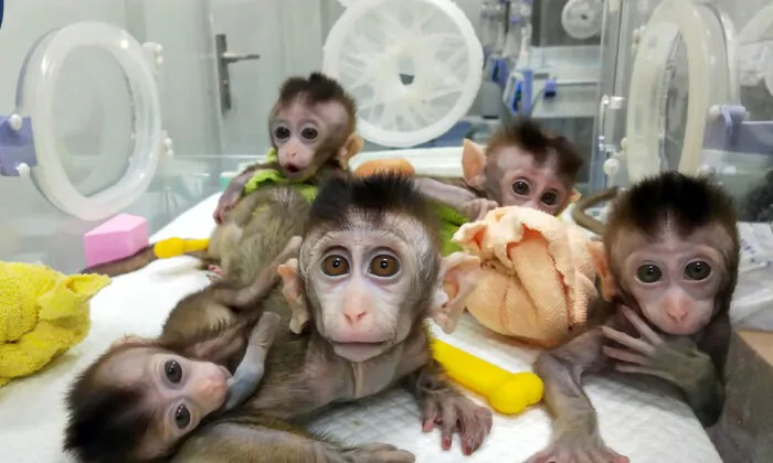 2018년 11월 중국 상하이 한 연구소에서 복제한 마카크 원숭이들｜AFP via Getty Images/연합뉴스