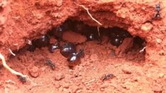 호주 ‘꿀단지 개미’ 뱃속 꿀, 항균 효과 과학적 입증