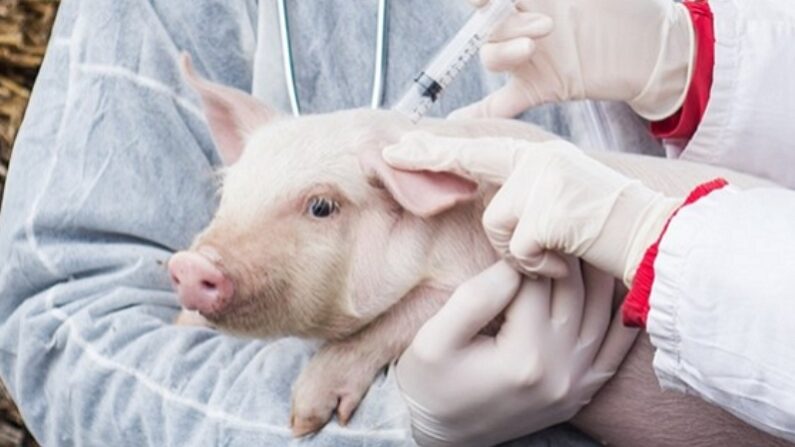 돼지용 mRNA 백신을 테스트하는 연구진 | Genvax Technologies