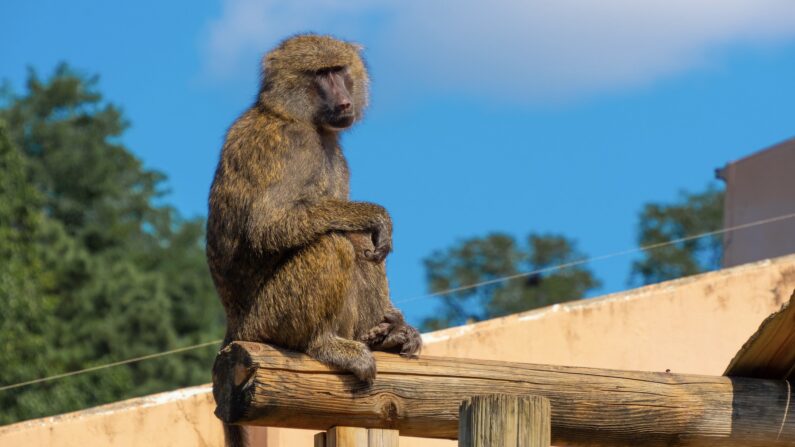 서울어린이대공원 동물원 방사장 타워에 올라앉아 있는 원숭이 | 박재현
