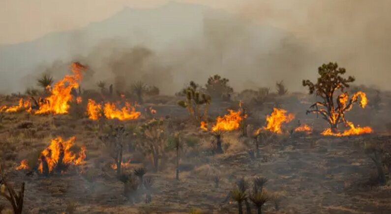 2023년 7월 30일, 미국 캘리포니아 모하비 국립보호구역에서 화재가 발생해 나무가 불타고 있다. | Ty O'Neil/AP Photo