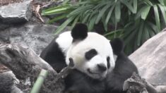 美 동물원들, 판다 中에 반환…‘판다 외교’ 종지부