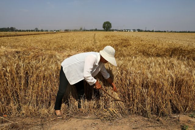 중국 허베이성 한단시 웨이현에서 한 농부가 밀 작물을 수확하고 있다. | 연합뉴스