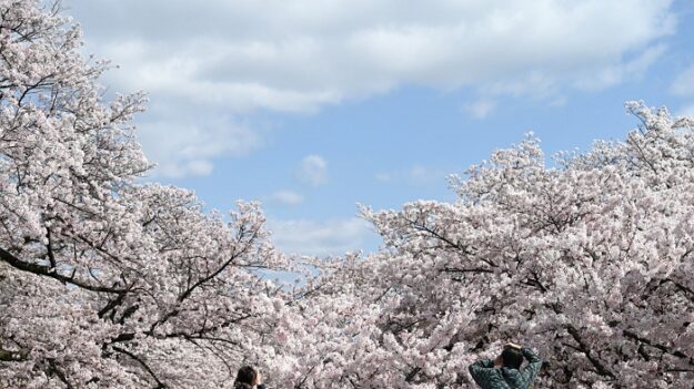 “벚꽃터널명소에서 보물찾기 게임해요” 29~31일 고창 벚꽃축제 ‘설레나, 봄’