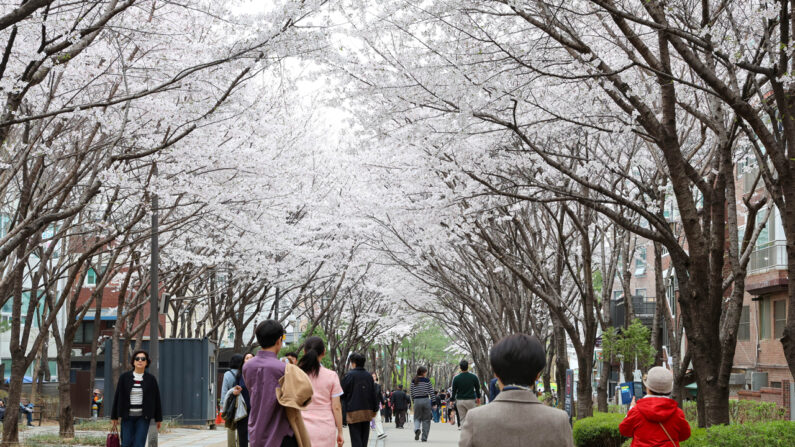 대흥역 주변 경의선 숲길에 활짝 핀 벚꽃 | 한기민/에포크타임스