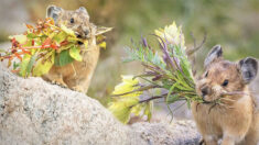 자연 속 귀여운 꽃 수집가…피카츄 실제 모델 ‘아메리칸 피카’