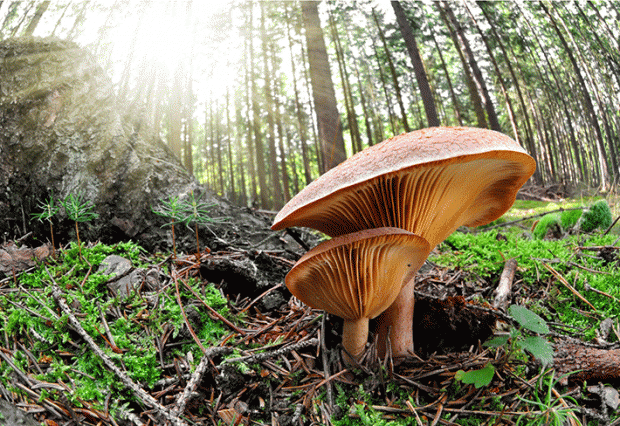 버섯은 인류 문명에게 더욱 건강하고, 더욱 지속 가능한 미래를 가져다 줄 수 있다.  (Shutterstock)